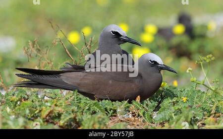 Gewöhnlicher Noddy, Brauner Noddy (Anous stolidus), Paar, Australien, Lady Elliot Island Stockfoto