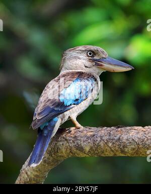 Blauflügeliger Kookaburra (Dacelo leachii), auf einem Zweig, Australien, Magnetic Island Stockfoto