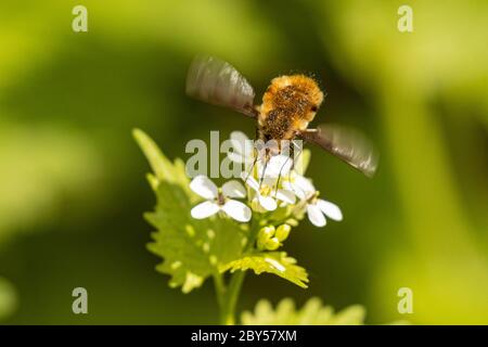 Große Bienenfliege (Bombylius major), saugt Nektar aus einer Knoblauch-Senfblume, Deutschland, Bayern Stockfoto