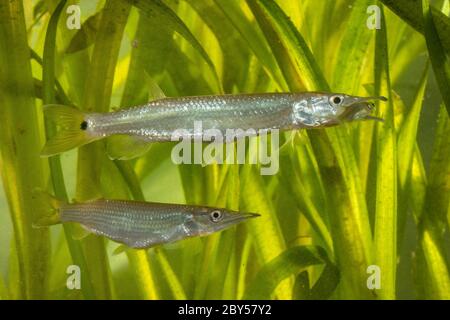 Afrikanische Hecht-Salmler, Hepsetiden (Ctenolucius hujeta), füttert gefangenen kleinen Fisch Stockfoto