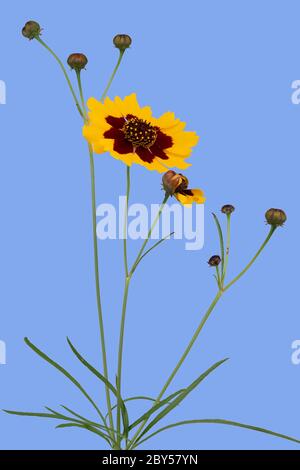 Ebenen coreopsis, färberkoreopsis, goldener Tickseed (Coreopsis tinctoria), blühend, vor blauem Hintergrund, Deutschland, Bayern Stockfoto