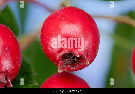 weißdorn, Weißdorn, Weißdorn (Crataegus spec.), Obst, Nahaufnahme, Deutschland, Bayern Stockfoto