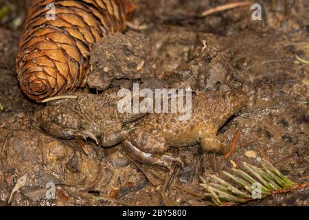 Gelbbauchkröte, Gelbbauchkröte, bunte Feuerkröte (Bombina variegata), Paar, Deutschland, Bayern, Isental Stockfoto