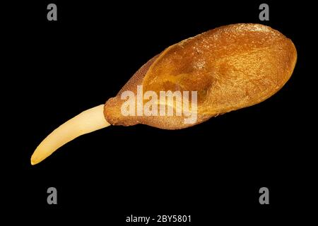 Leinsamen (Linum usitatissimum), keimende Samen, vor schwarzem Hintergrund Stockfoto