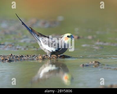 Nymphikus hollandicus, bei Long Waterhole, Australien, Queensland, Winton Stockfoto