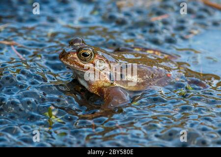 Gewöhnlicher Frosch, Grasfrosch (Rana temporaria), im Laichteich, Deutschland Stockfoto