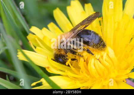 Grau-gepatchte Bergbiene (Andrena nitida, Andrena pubescens), Weibchen am Löwenzahn, Deutschland Stockfoto