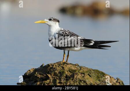 Seeschwalbe (Thalasseus bergii, Sterna bergii), Juvenile, die in der Salzpfanne an der Küste steht, Oman Stockfoto