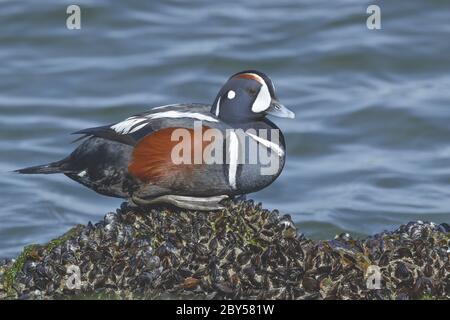 harlequin Ente (Histrionicus histrionicus), Erwachsener Männchen, der im frühen Frühjahr an der felsigen Küste entlang der Atlantikküste ruht, USA, New Jersey, Ocean County Stockfoto