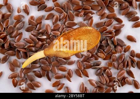 Leinsamen (Linum usitatissimum), keimende Samen, vergrößert, Samen im Hintergrund Stockfoto