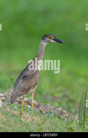 Gelber Nachtreiher, gekrönter Nachtreiher (Nycticorax violaceus, Nyctanassa violacea), zweites Jahr im grünen Sumpf, USA, Texas, Galveston County Stockfoto
