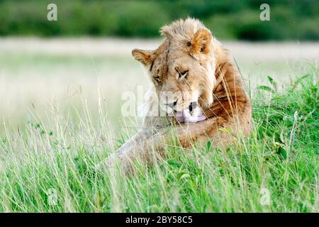 löwe (Panthera leo), männlicher Löwe bei Fellpflege auf Gras, Kenia, Masai Mara Nationalpark Stockfoto