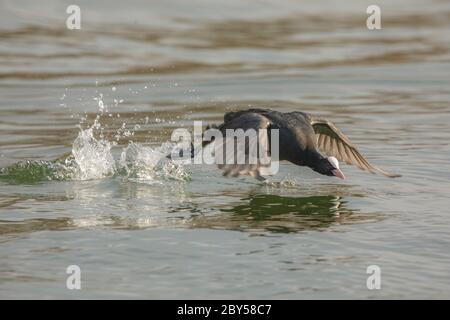 Schwarzer Ruß (Fulica atra), männlicher Angriff Rivale, Deutschland, Bayern, Chiemsee Stockfoto