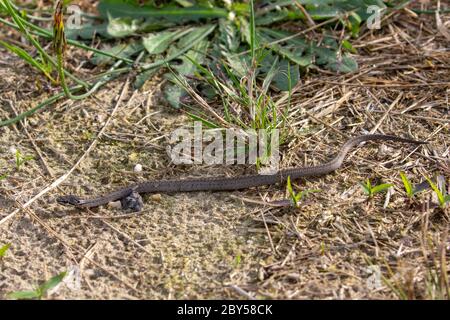 Glatte Schlange (Coronella austriaca), juvenile, Niederlande, Gelderland, Hoge Veluwe Nationalpark Stockfoto