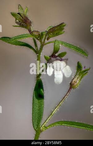 Kleiner Zwergflachs, zwergschnapdragon (Chaenorhinum minus, Chaenarhinum minus), Blume, Deutschland, Bayern Stockfoto