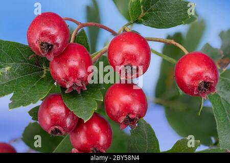 weißdorn, Weißdorn, Weißdorn (Crataegus spec.), Zweig mit Früchten, Deutschland, Bayern Stockfoto