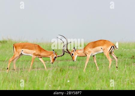 impala (Aepyceros melampus), zwei kämpfende Männchen in der Savanne, Seitenansicht, Kenia, Masai Mara Nationalpark Stockfoto