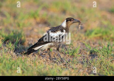 Schwarzrückenmagpie, Australischer Magpie (Gymnorhina tibicen, Cracticus tibicen), unreif mit Beute im Schnabel, Australien, Bundaberg, Burnett Heads Stockfoto