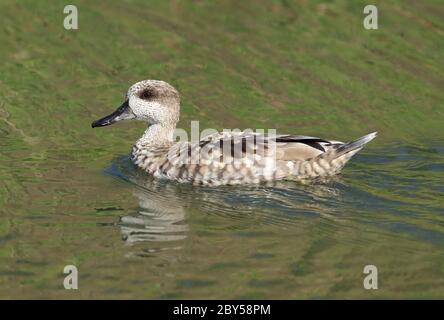 Marmorierte Teal (Marmaronetta angustirostris), Schwimmen im See in der Nähe von in Frankreich, Frankreich, Hyeres Stockfoto