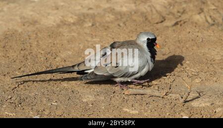 namaqua-Taube (Oena capensis), Männchen, das in einer Wüste, Oman, auf dem Boden läuft Stockfoto