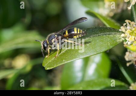 Potter Wespe (Ancistrocerus nigricornis), Weibchen auf Buchsbaumblüten, Buxus sempervirens, Deutschland Stockfoto