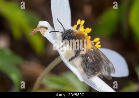 Bergbau-Biene (Andrena spec.), Besuch einer Blume einer Anemone aus Holz, Anemone nemorosa, Deutschland Stockfoto