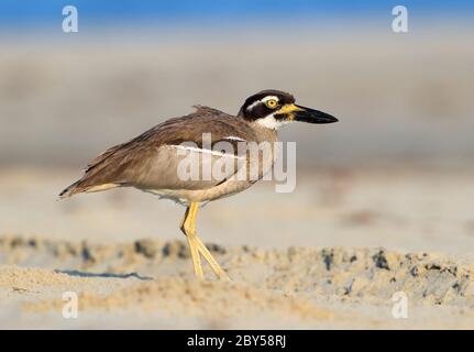 Großer australischer Steinpfeifler (Esacus magnirostris), der am Noah Strand, Australien, Queensland, Cape Tribulation Nationalpark steht Stockfoto