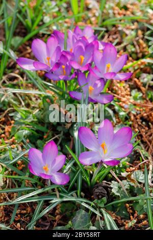 crocus (Crocus spec.), Krokusse auf einer Wiese im Frühling, Schweiz Stockfoto