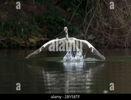 Pelikan sitzt in Bäumen und von Bäumen und auf die gleiche Weise aus Wasser auch, die Nahrung und Wasser in seinem Schnabel tragen. Stockfoto