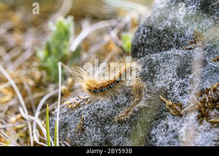 Bodenlakadenmotte (Malacosoma castrensis, Malacosoma castrense), Raupe mit Ausguss in Lebensraum, Deutschland, Bayern Stockfoto