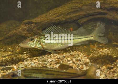 Gestreifte Ruffe, Schraetzer, Donauruffe (Gymnocephalus schraetzer, Gymnocephalus schraetser), Schwimmen Stockfoto