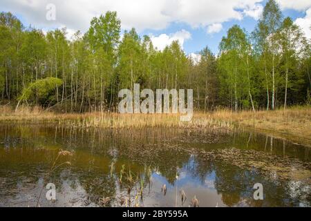 Birke, Silberbirke, Europäische Weißbirke, Weiße Birke (Betula pendula, Betula alba), Fortrand an einem Teich bildend, Deutschland, Bayern, Isental Stockfoto