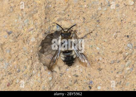 Trauerbiene (Melecta albifrons, Melecta punctata, Melecta armata), Weibchen an einer Tonwand am Brutrohr einer haarfüßigen Blütenbiene (Anthophora plumipes), Deutschland Stockfoto