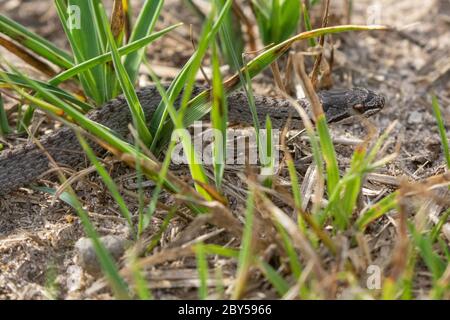 Glatte Schlange (Coronella austriaca), juvenile, Niederlande, Gelderland, Hoge Veluwe Nationalpark Stockfoto