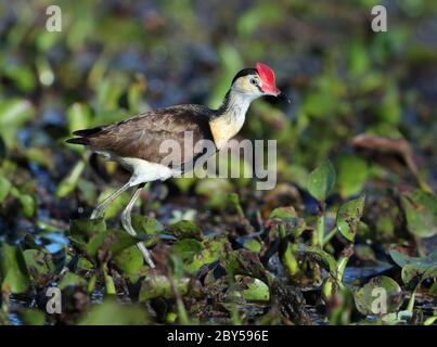 Jacana mit Kammkammkammaufsatz, Lotusbird, Lilytrotter. (Irediparra gallinacea, Metopidius gallinacea, Jacana gallinacea), Wandern auf Wasserpflanzen, Australien, Mackay Stockfoto