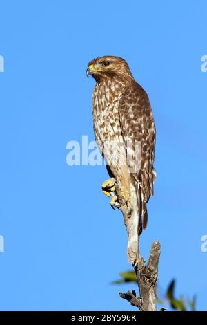 Rotschulterfalke (Buteo lineatus), unreif auf einem Zweig sitzend, USA, Kalifornien, Riverside County Stockfoto