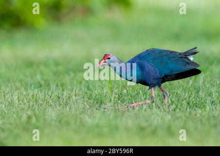 Graukopfswamphen (Porphyrio porphyrio poliocephalus, Porphyrio poliocephalus), Erwachsene auf Rasen zu Fuß, USA, Florida Stockfoto