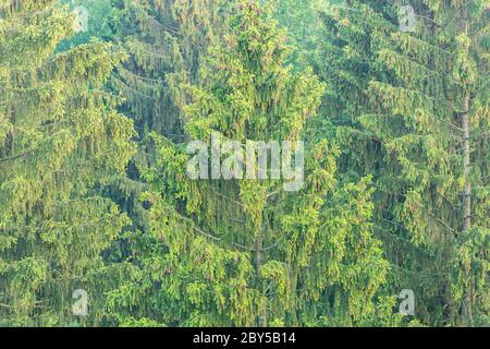 Fichten des Waldes im Sommer morgens Zeit. Stockfoto