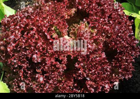 Bio-Salat mit Rotblatt oder Lollo Rossa Salat im biologischen Garten Stockfoto