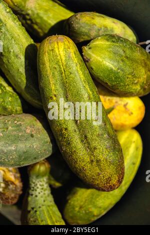 Hintergrund Gurke Gurke Ernte. viele Gurken. Gurken aus dem Feld. Stockfoto