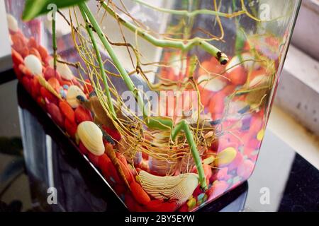 Geldanlage schwimmende Wurzeln im Glas. Schwimmen im stillen Wasser mit Muschel. Stockfoto