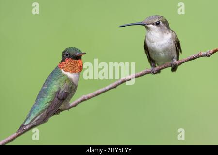 Ein männlicher und weiblicher rubinkehliger Kolibri thront. Stockfoto