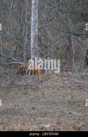 Tiger im Dschungel nach dem Essen ruhen, mit aggressivem Gesicht. Stockfoto