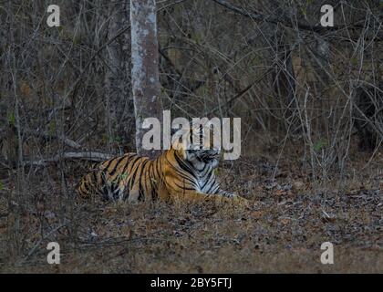 Tiger im Dschungel nach dem Essen ruhen, mit aggressivem Gesicht. Stockfoto