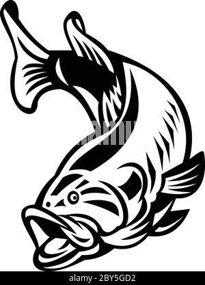 Illustration eines Forellenbarschen (Micropterus salmoides), Arten von schwarzen Bass und einem fleischfressenden Süßwasser-Wildfisch, Schwimmen auf isolierten Rücken Stock Vektor