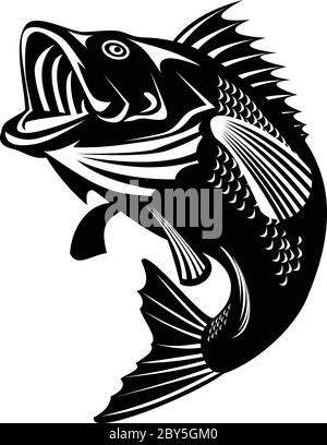 Illustration eines Florida Forellenbarsch, Beutelbarsch oder Forellenbarsch, Arten von schwarzen Bass und ein fleischfressendes Süßwasser Wildfisch, Schwimmen getan Stock Vektor