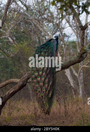 Schöner Pfau auf dem Zweig des Baumes sitzend, der mit Federn in nebligen frühen Morgen zeigt, der der nationale Vogel Indiens ist. Stockfoto