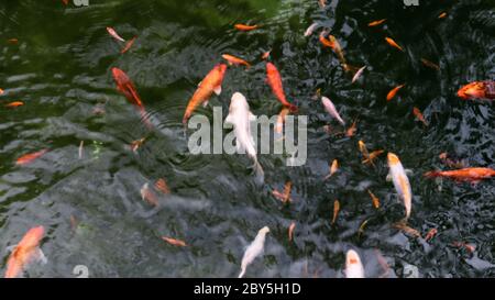 Königskarpfen im Teich. Japanische Koi im Wasser, Blick von oben. Brokat Karpfen im Wasser. Heiliger Fisch. Dekorative domestizierte Fische aus der Amur subspe gezüchtet Stockfoto