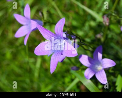 Violette campanula Blume auf grünem Grasgrund Stockfoto