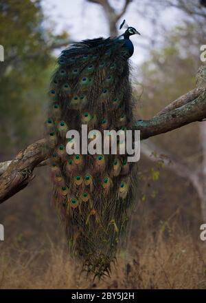 Schöner Pfau auf dem Zweig des Baumes sitzend, der mit Federn in nebligen frühen Morgen zeigt, der der nationale Vogel Indiens ist. Stockfoto